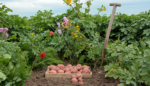 Biologische aardappelen