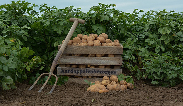 Aardappelen