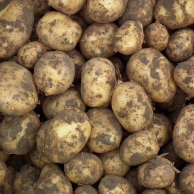 Frieslander aardapelen