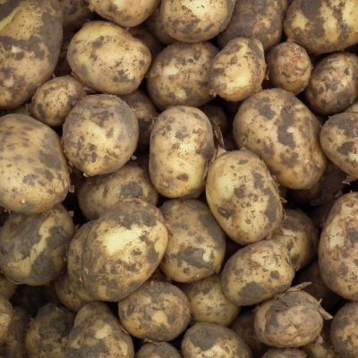 Frieslanders oogst 2024