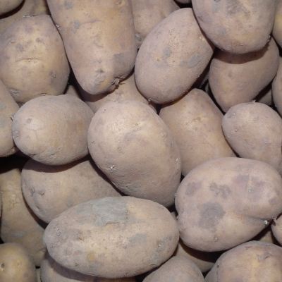 Bintje aardappelen