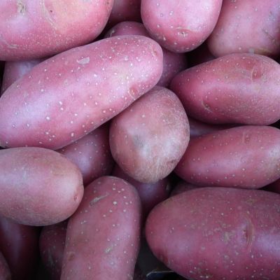 grote roseval aardappelen