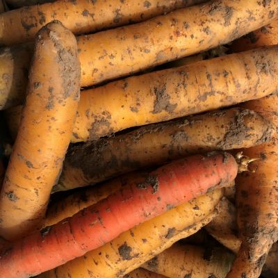 Bio peen geel nieuwe oogst