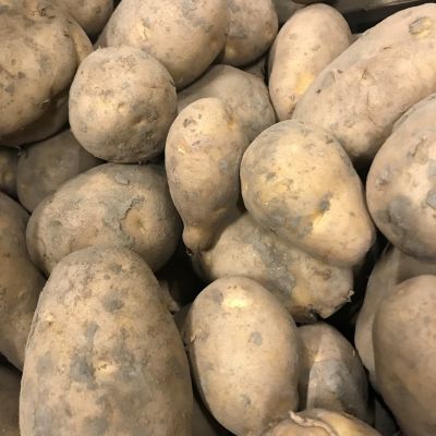 Nicola aardappelen