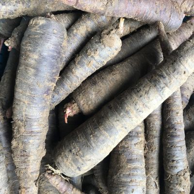 Bio peen paars nieuwe oogst