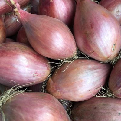 Grote sjalotten