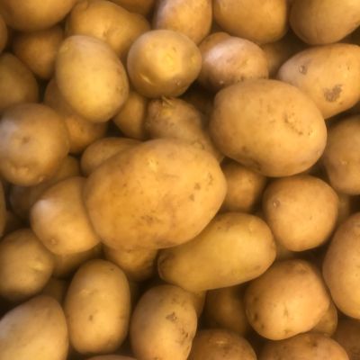 Nieuwe alpha malta's oogst 2025