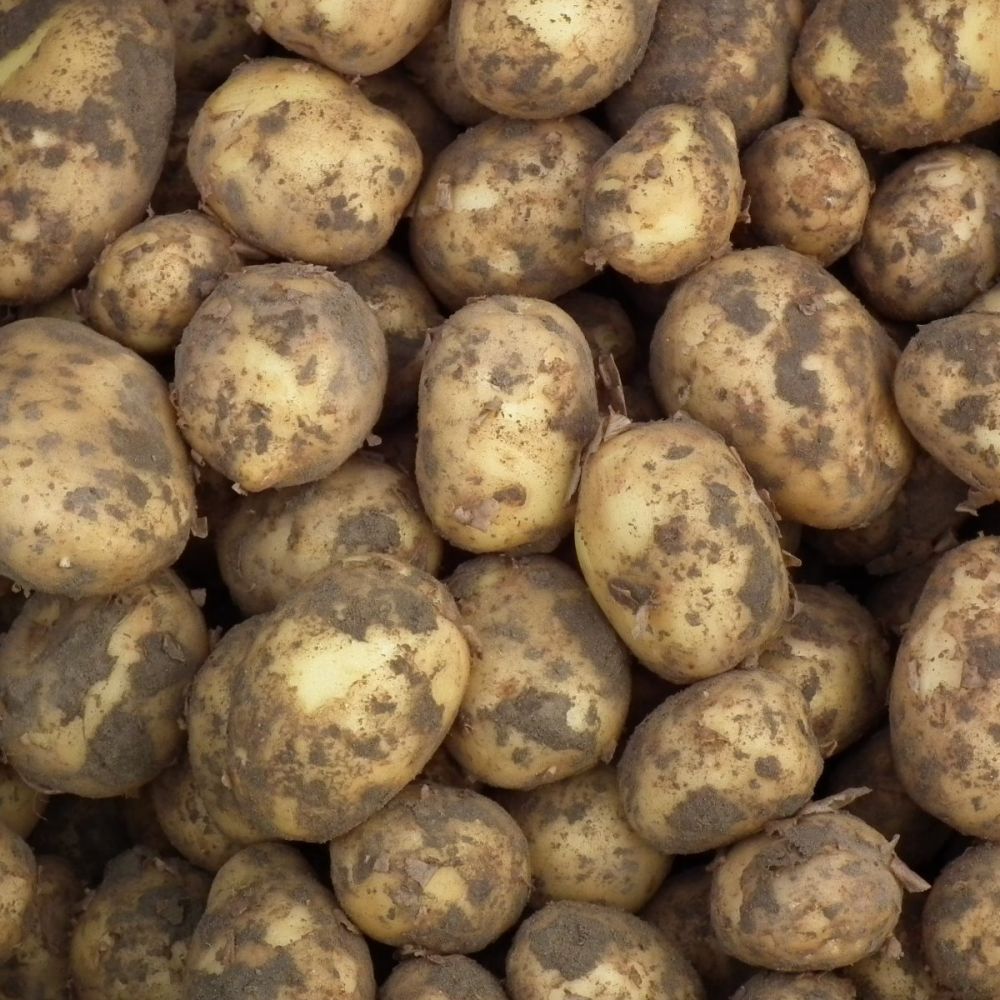 Frieslanders NIEUWE oogst 2025