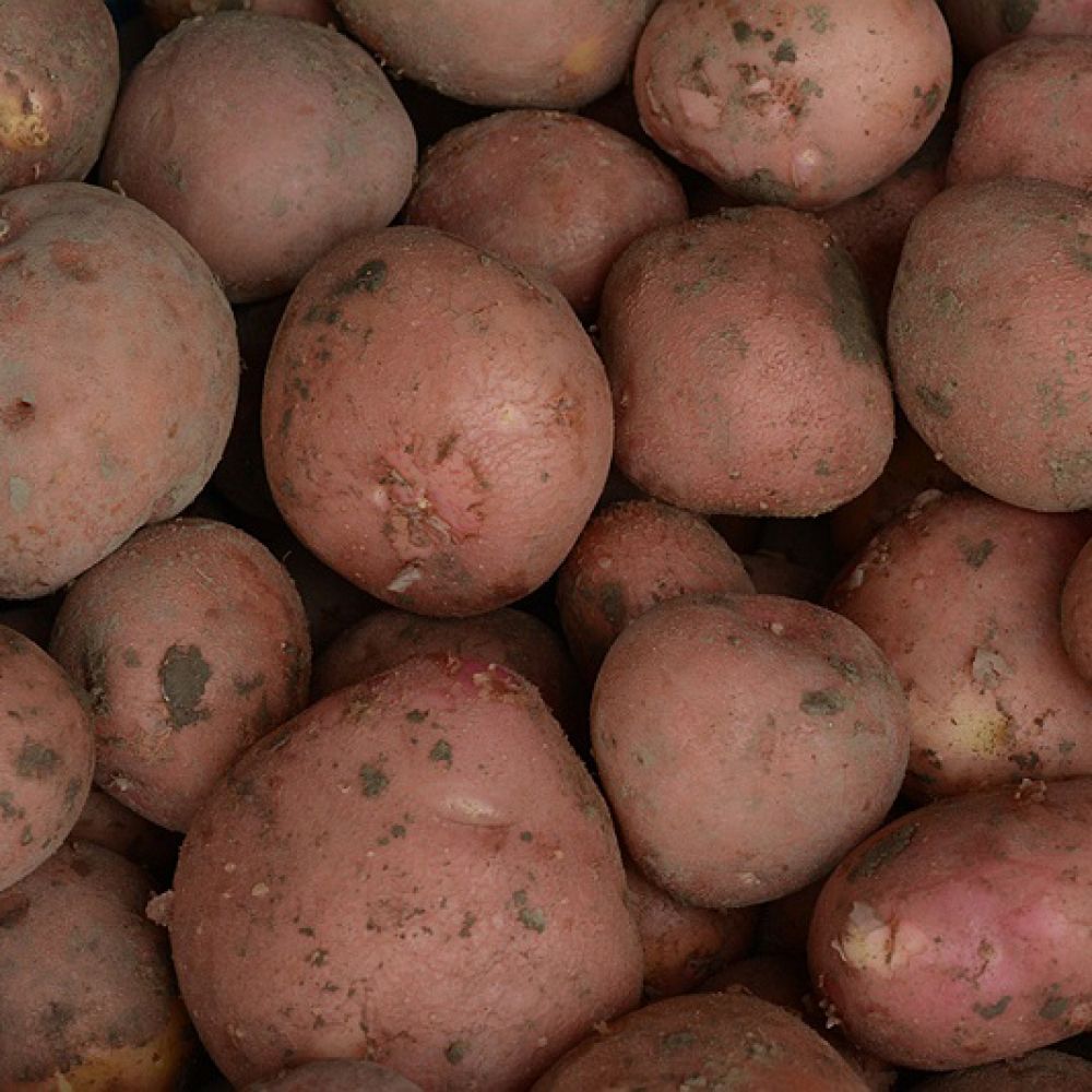 Bildtstar aardappelen