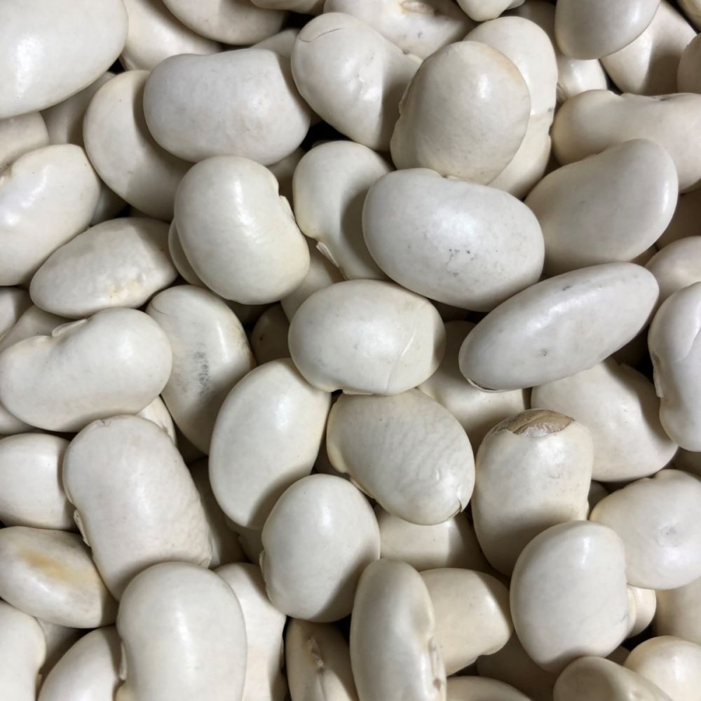 Grote witte bonen ( pronkers ) oogst 2023