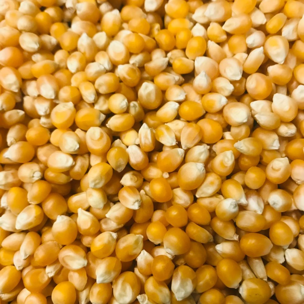 Bio popcorn mais