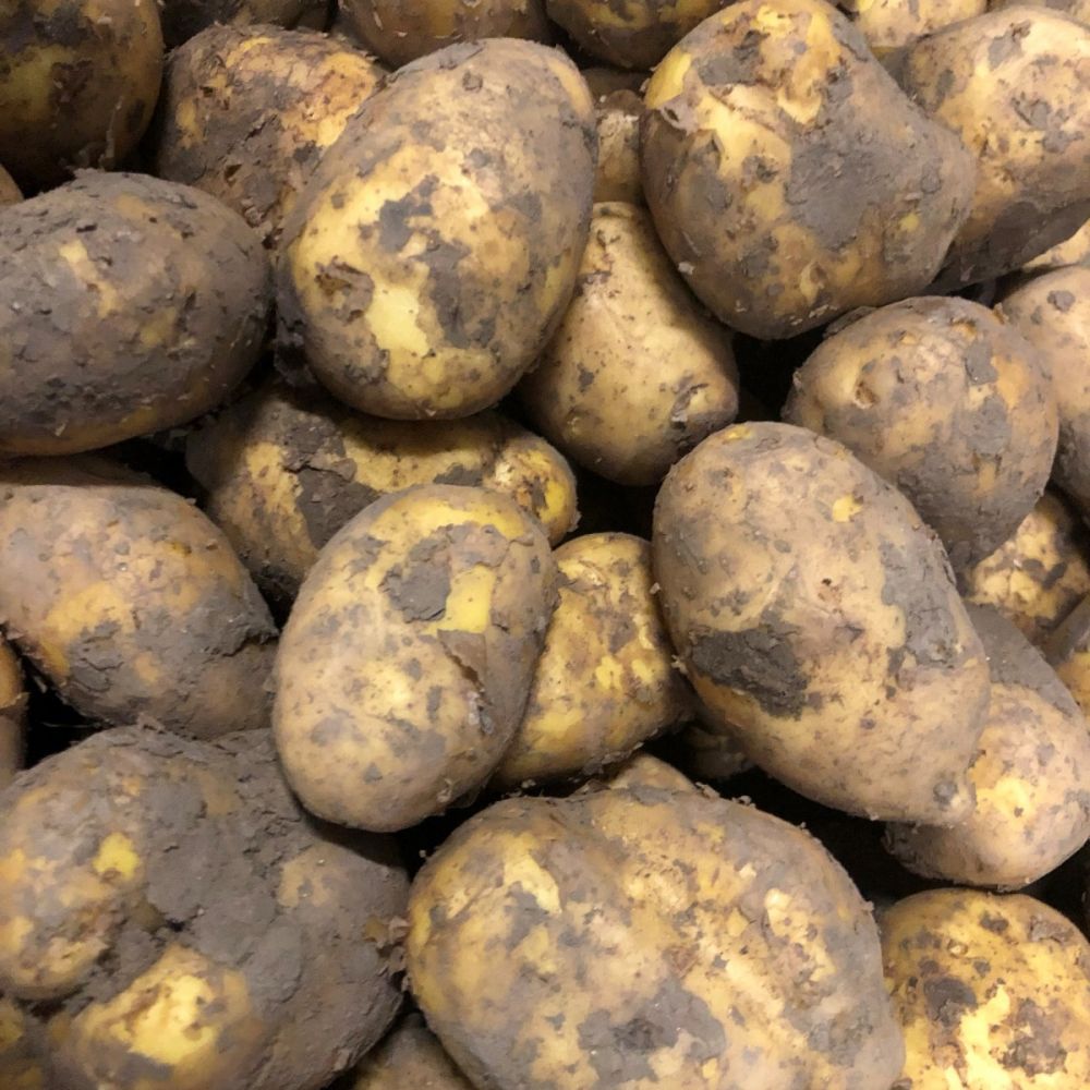 Meerlander kopen | Aardappelenbezorgen.nl