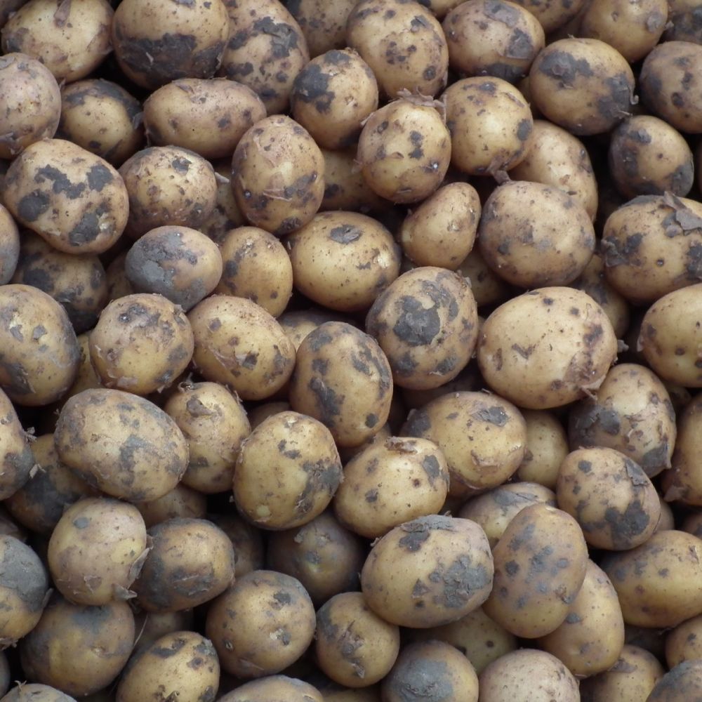 Zeeuwse poters