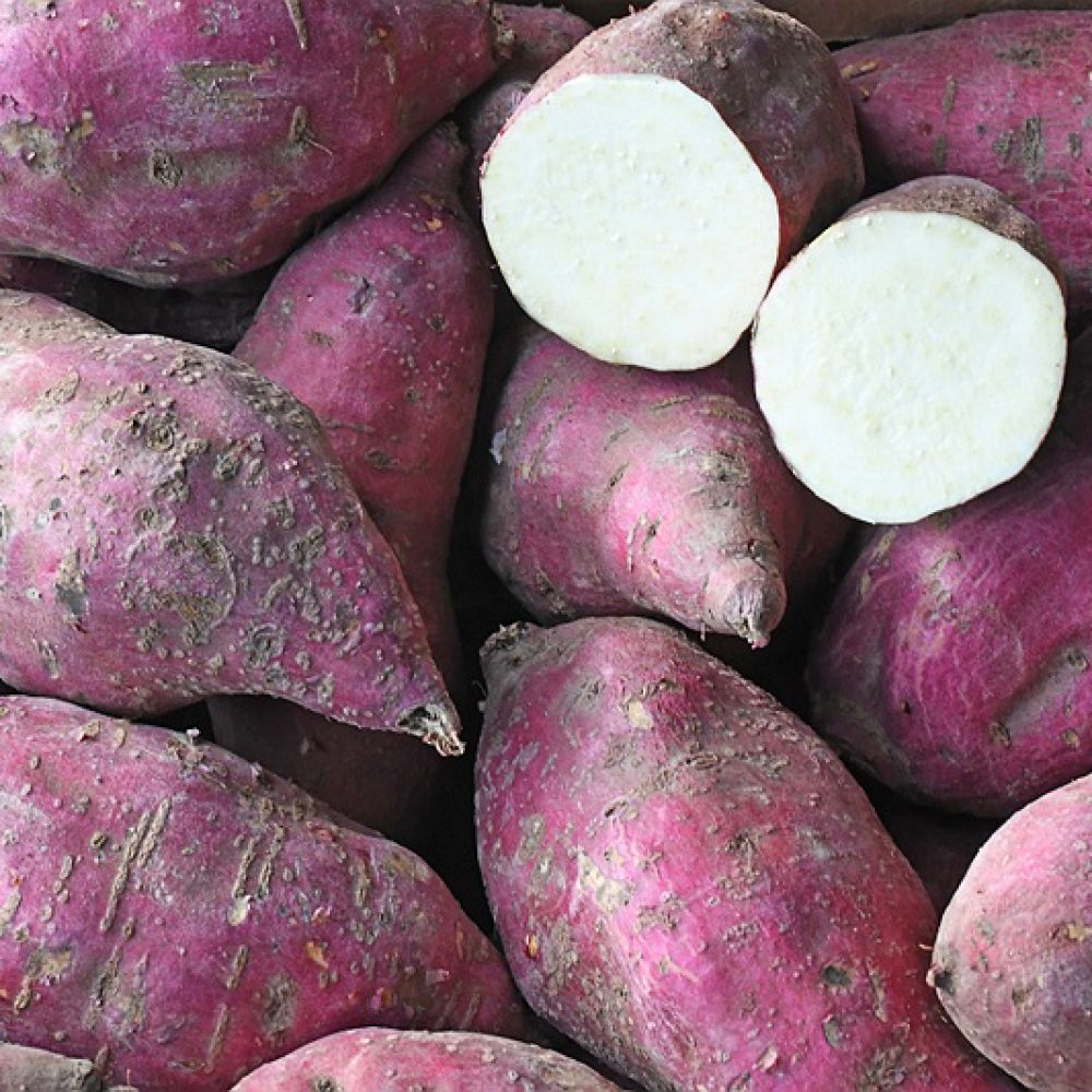 Zoete aardappel rood / wit