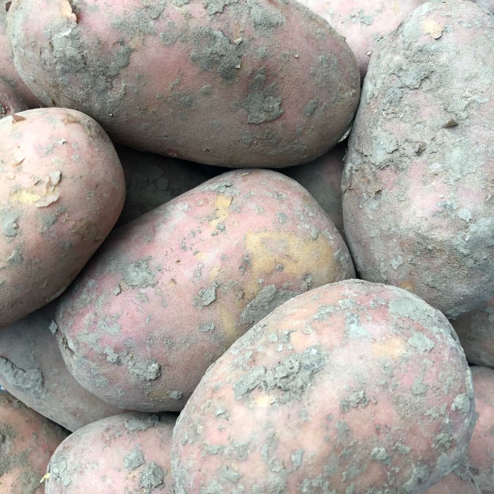 Biologische patat aardappelen