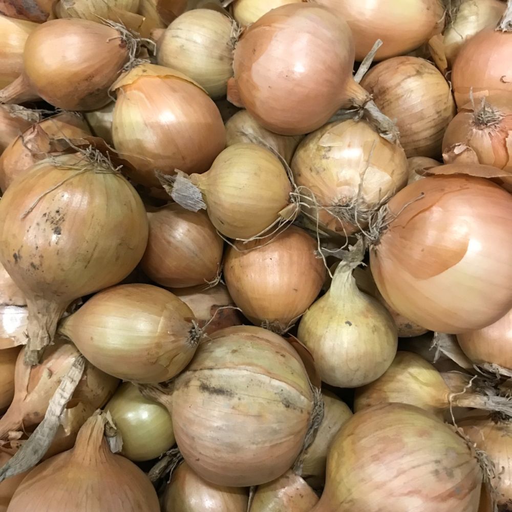 Biologische uien Nieuwe oogst