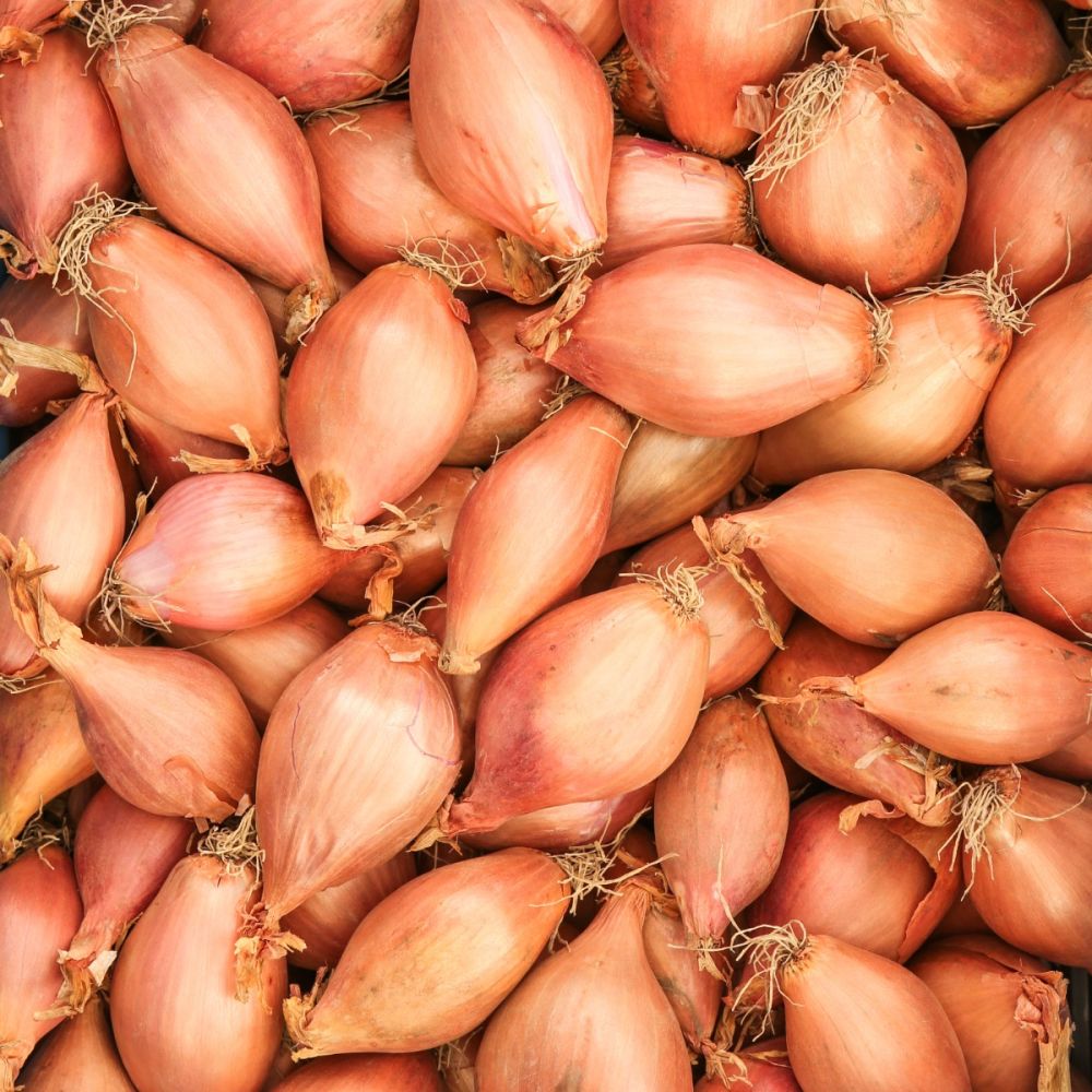 Sjalotten Nieuwe oogst 2025