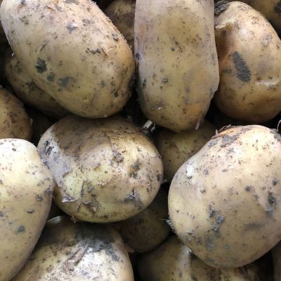 Frieslander bonken Nieuwe oogst 2025