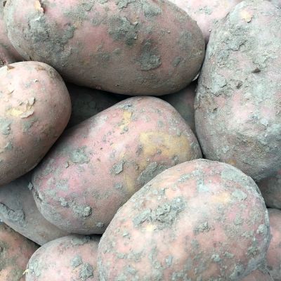 Biologische patat aardappelen