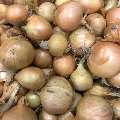 Biologische uien Nieuwe oogst