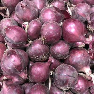 Biologische rode uien Nieuwe oogst