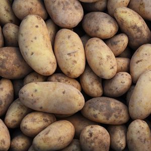 Nieuwe oogst nicola aardappelen