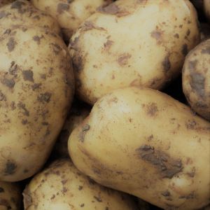 Agria aardappel