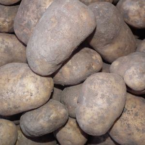 Agria aardappelen oogst 2023