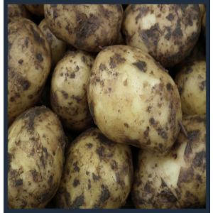 Frieslander bonken oogst 2021