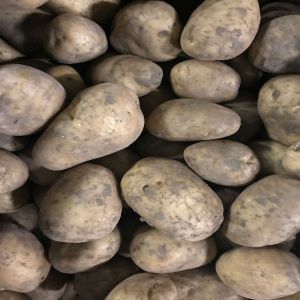 Bintje aardappelen oogst 2023