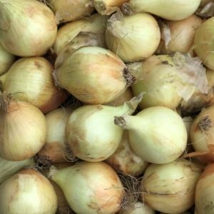 Hollandse uien NIEUWE oogst 2025