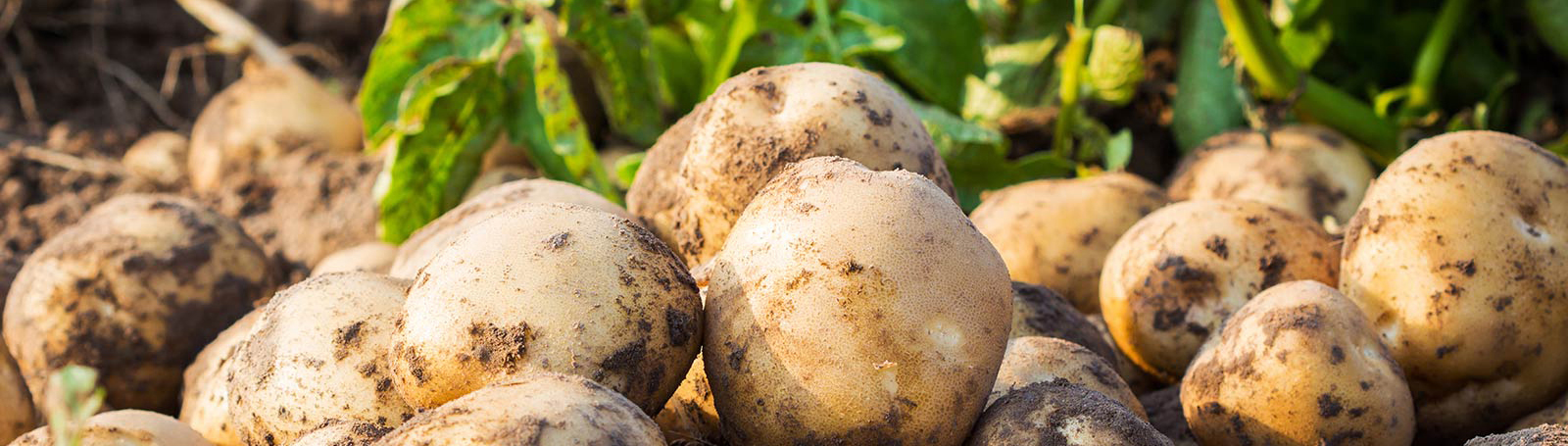 Geen gesjouw, Wij bezorgen aardappelen bij u aan huis! Geen gesjouw, Wij bezorgen aardappelen bij u aan huis!