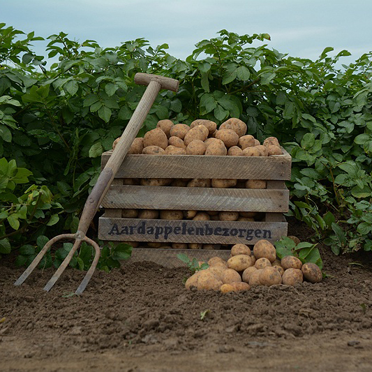 Aardappelen