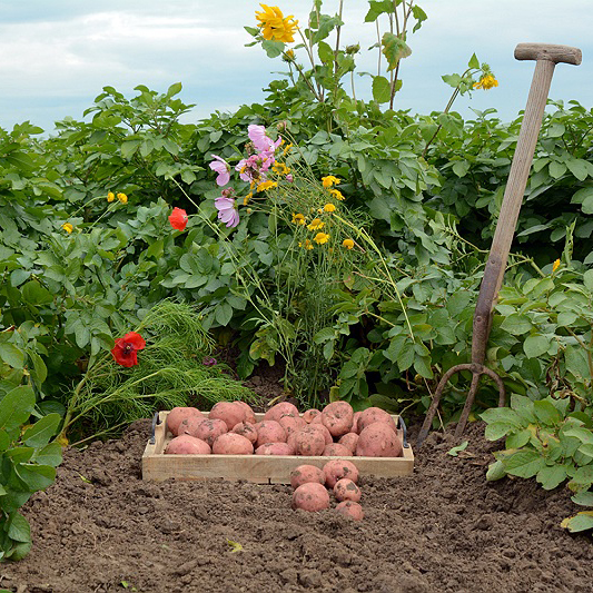 Biologische Aardappelen